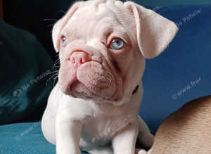 Ready Now: Fully Vaccinated & Premium DNA-Tested French Bulldog Puppies