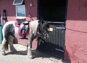 Stables in Blackpool area