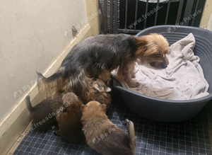 Pomeranian/yorkshire terrier puppies