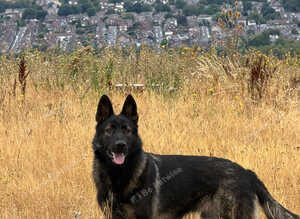 DDR German Shepherd