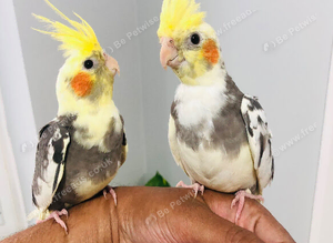 Beautiful hand tamed cockatiels for sale.