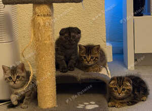 Scottish Fold Kittens for Sale