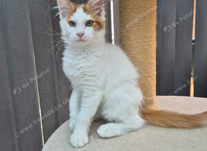 Maine coon kittens