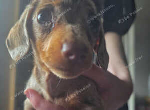 Stunning Chocolate Dapple Girl READY NOW