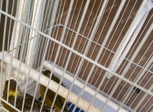 Breeding pair of canaries