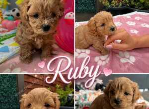 MALTIPOO XS &ndash; ADORABLE PUPPIES LOOKING FOR LOVING HOMES!
