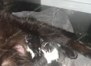 5 kittens