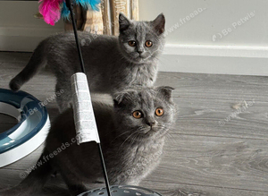 Beautiful Scottish Fold & Straight  Kittens, Tica Registered