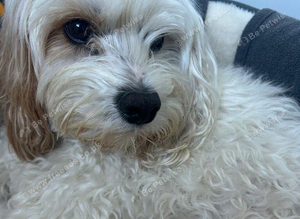 Cavapoo boy