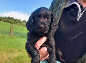 Cocker Spaniel Puppies