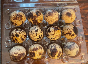 Hatching Coturnix quail eggs x12