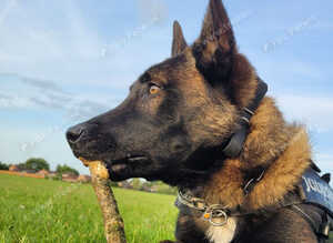 Two Male Belgian Malinois Experienced Working Home Required