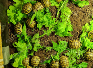 Baby Spur-thigh Tortoises for sale