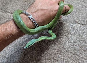 Barons green racer