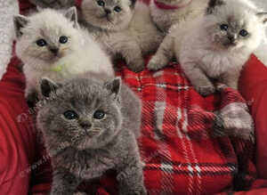 6 adorable bsh kittens
