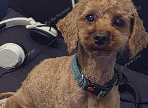 Stud Toy Poodle