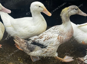 five young male ducks looking for new homes, cherry valley and welsh harlequin