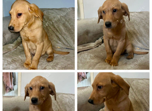 Fox red lab boy available  to leave now