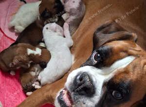 7 beautiful  kc registered  puppies