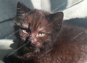 2 kittens still available
