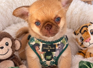 Chocolate fawn male chihuahua Thai lines