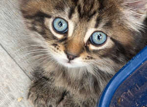 Adorable maine coon kittens