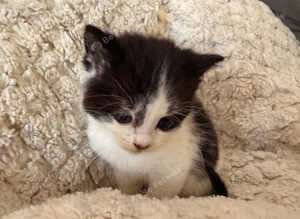 Beautiful British shorthair kittens for sale