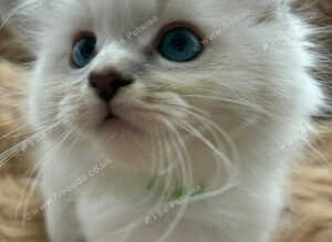 7 beautiful blue eyed ragdoll kittens.