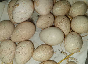 Bronze turkey hatching eggs