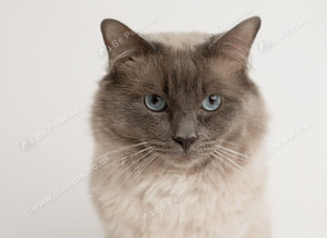 Stud Ragdoll Blue point and chocolate carrier