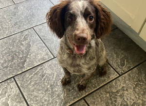 Cocker spaniel bitch