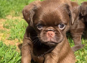 Three chocolate Griffon Boys