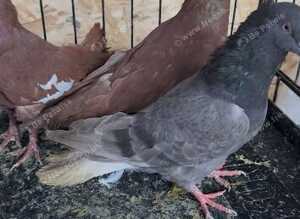 Iranian highflyers pigeons