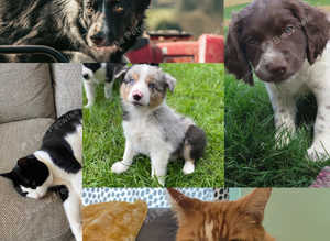 Exmoor microchipping