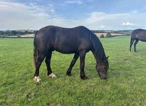 Shire X tb gelding youngster