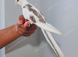 Beautiful hand tamed, untamed cockatiels for sale.