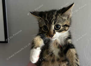 Beautiful kittens for new homes
