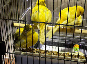 Border canaries