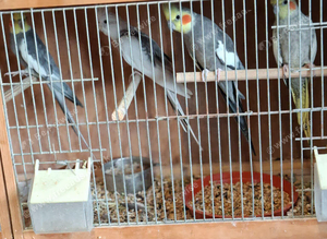 Cockatiel for sale