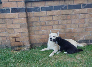 F3 pomsky puppy's for sale