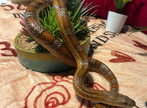 Corns for adoption