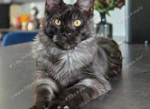 Maine Coon boy black smoke