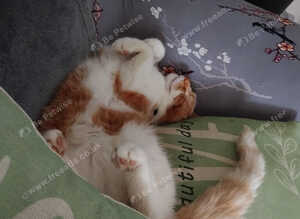 Neutered male 3 yrs old