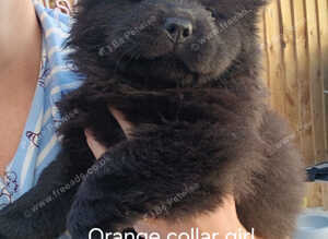 Chow chows