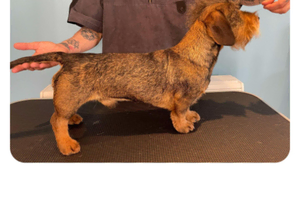 Miniature Wirehaired Dachshund for STUD