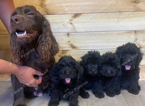 2 cockapoo boys