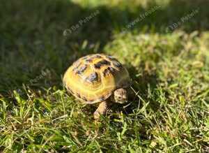 Hermann&rsquo;s Tortoise Female