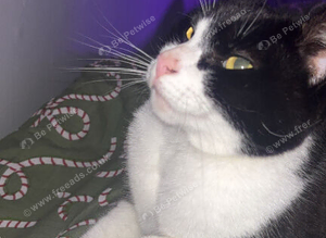 missing tuxedo cat