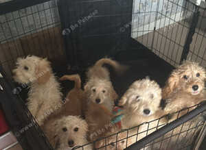 Health clear vax and chipped puppies ready now