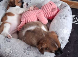 Jack russel pups